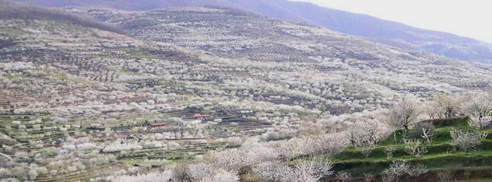 Casa Rural El Campanario Jerte Dış mekan fotoğraf